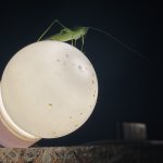 Cricket