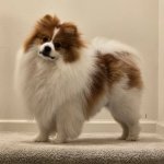 Dank's Dog (Ike)