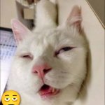 High looking cat