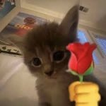 Cat with a rose