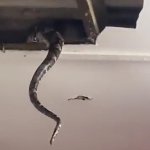Snake in the cieling
