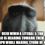 deer^2 | DEER WHEN A LITERAL 5 TON CAR IS HEADING TOWARD THEM AT 100MPH WHILE MAKING 120DB OF NOISE | image tagged in gifs,deer | made w/ Imgflip video-to-gif maker