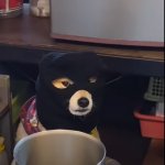 Thief dodge.