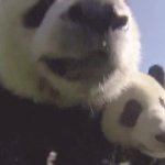 Panda  discovery GIF Template