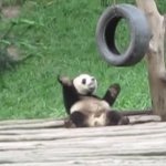 Panda  discovery GIF Template