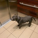 Dog on elevator