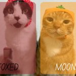foxed and moons kitty temp 2 meme