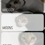 maddox, moons, n foxed kitty temp meme