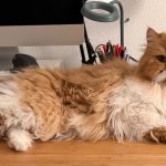 Draw me cat