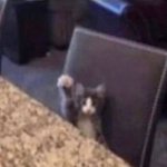 cat raising hand