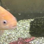 Confused fish