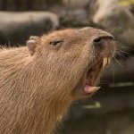 Capybara shout