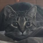 Sadie Cat