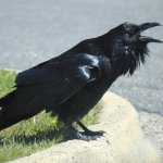 Welfare State Crow
