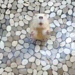 begging beaver