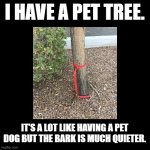 Pet Tree | I HAVE A PET TREE. IT’S A LOT LIKE HAVING A PET DOG BUT THE BARK IS MUCH QUIETER. | image tagged in black square,tree,pun,pets | made w/ Imgflip meme maker