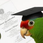 Graduated Parrot