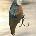 Blue gill
