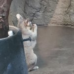 Praying Bassarisk