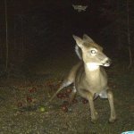 Deer vs Flying Squirrel