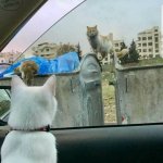 cat looking from window