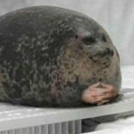 Seal ball