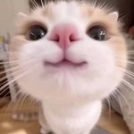 gatito meme
