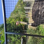 Shocked ostrich