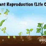 Plant reproduction cycle