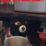For no reason at all? | Bro said he was goin' on a bank heist... I found bro in a food store, stuck in a corner. | image tagged in thief dodge | made w/ Imgflip meme maker