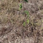 Last sunflower of summer GIF Template