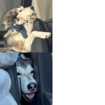 planned-dog-meme