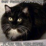 My stomach | “MY STOMACH FEELS THE PAST PRESENT AND FUTURE. IT CAN TELL WHEN OTHERS HAVE HAD FOOD WITHOUT ME.” | image tagged in tk,black cat,my stomach | made w/ Imgflip meme maker