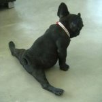 Stretch Dog