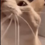 Politics stream is awful | *SEES POLITICS STREAM* | image tagged in gifs,politics stream,fun,streams | made w/ Imgflip video-to-gif maker