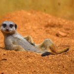 Meerkat relaxing