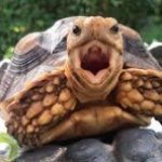 Turtle screaming