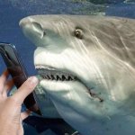 Shocked shark