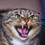 Angry Cat