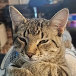 Disapproving Pixel