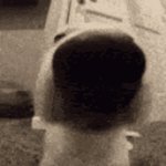 Sniff dog gif