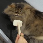 cat speaking to a mic