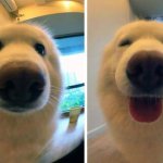Happy Dog