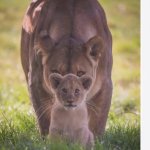 tiger mom