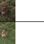 I sleep real shit but it's a bunny