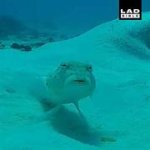 Suspicious Fish