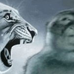 Tiger roaring at the thinking monkey meme