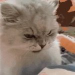angry cat eating GIF Template