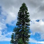 Wollemi Pine (Wollemia nobilis)