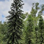 Wollemi Pine